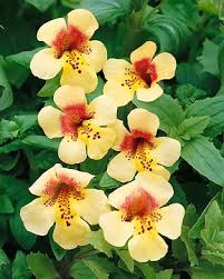 Image result for Mimulus x hybrida