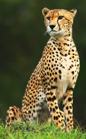 Afbeeldingsresultaat voor cheeta