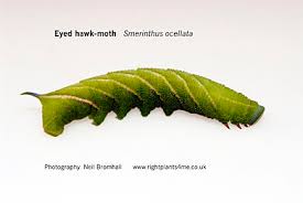 Attēlu rezultāti vaicājumam “Smerinthus ocellata”