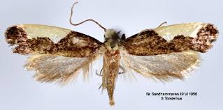 Attēlu rezultāti vaicājumam “Monopis monachella”