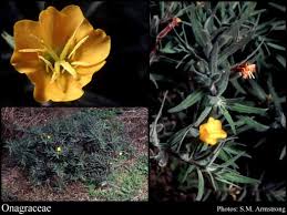 Attēlu rezultāti vaicājumam “Onagraceae”