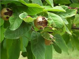 Attēlu rezultāti vaicājumam “Mespilus germanica leaf”