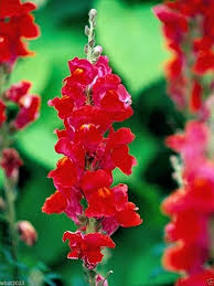 Image result for Antirrhinum majus maximum