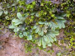 Attēlu rezultāti vaicājumam “Riccia”