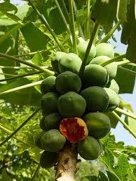 Image result for Carica papaya
