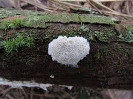 Attēlu rezultāti vaicājumam “Postia rennyi”