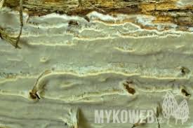 Attēlu rezultāti vaicājumam “Skeletocutis odora”