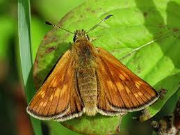 Attēlu rezultāti vaicājumam “Ochlodes sylvanus underside”