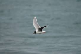 Attēlu rezultāti vaicājumam “Larus minutus”