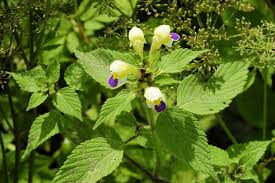 Attēlu rezultāti vaicājumam “Oenothera rubricauli flower”