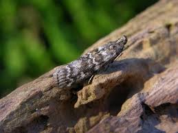 Attēlu rezultāti vaicājumam “Dioryctria abietella”