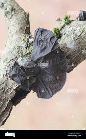 Attēlu rezultāti vaicājumam “Exidia truncata”