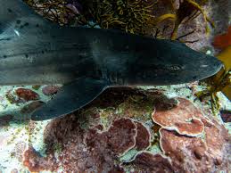 Image result for Triakis megalopterus