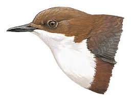 Attēlu rezultāti vaicājumam “Cinclus cinclus adult”