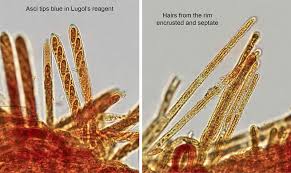 Attēlu rezultāti vaicājumam “Lachnum virgineum”