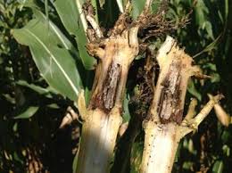 Attēlu rezultāti vaicājumam “Diderma radiatum stalked”