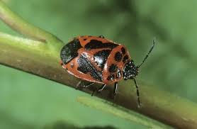 Attēlu rezultāti vaicājumam “Eurydema dominulus”