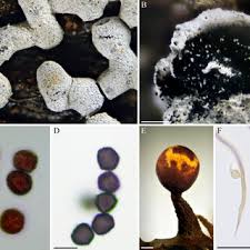 Attēlu rezultāti vaicājumam “Physarum leucophaeum stalked”