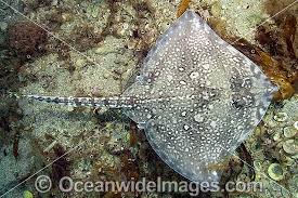 Image result for Raja clavata