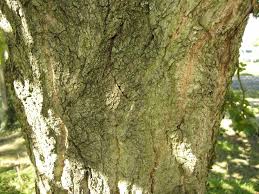 Attēlu rezultāti vaicājumam “Populus laurifolia”