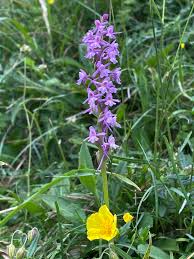 Attēlu rezultāti vaicājumam “Gymnadenia conopsea bud”