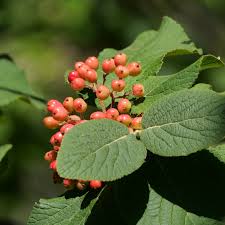 Attēlu rezultāti vaicājumam “Viburnum lantana”