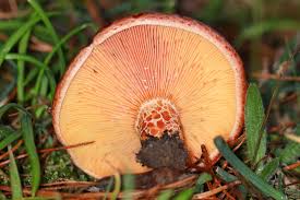 Attēlu rezultāti vaicājumam “Lactarius deliciosus”