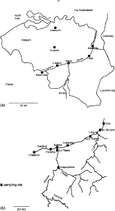 Attēlu rezultāti vaicājumam “Cinclidotus danubicus cells”
