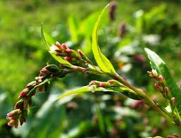 Attēlu rezultāti vaicājumam “Persicaria hydropiper”