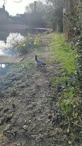 Image result for Bollington & Royal Oak Angling Society