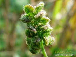 Attēlu rezultāti vaicājumam “Medicago lupulina fruit”