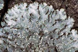 Attēlu rezultāti vaicājumam “Punctelia subrudecta”