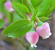 Attēlu rezultāti vaicājumam “Vaccinium myrtillus flower”