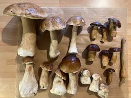 Attēlu rezultāti vaicājumam “Boletus luridus”