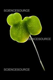 Attēlu rezultāti vaicājumam “Lemna minor”