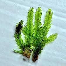 Attēlu rezultāti vaicājumam “Breidleria pratensis”