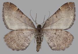 Attēlu rezultāti vaicājumam “Earophila badiata”