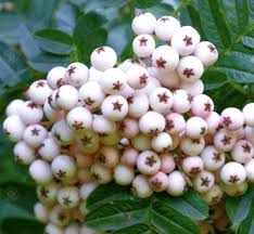 Attēlu rezultāti vaicājumam “Sorbus intermedia fruit”
