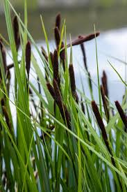 Attēlu rezultāti vaicājumam “Carex acuta leaf”