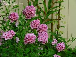 Image result for Phlox paniculata `Bright Eyes`