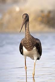 Attēlu rezultāti vaicājumam “Ciconia nigra adult”