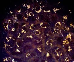 Attēlu rezultāti vaicājumam “Lycogala sphaeroconicum sessile”