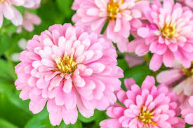 Image result for Zinnia violacea