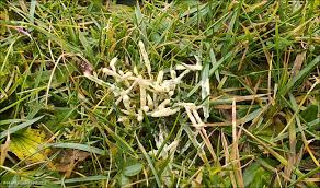 Attēlu rezultāti vaicājumam “Trichia varia young”