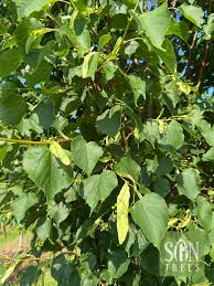 Attēlu rezultāti vaicājumam “Tilia cordata leaf”