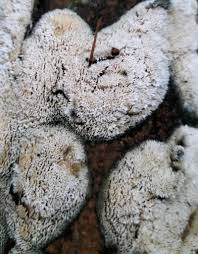 Attēlu rezultāti vaicājumam “Oxyporus corticola”