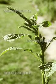 Attēlu rezultāti vaicājumam “Amaranthus retroflexus”