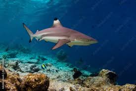 Image result for Carcharhinus melanopterus
