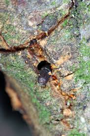 Attēlu rezultāti vaicājumam “Scolytus ratzeburgi”