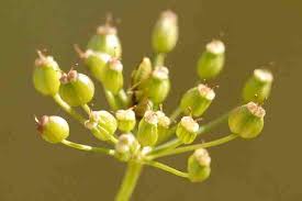 Attēlu rezultāti vaicājumam “Selinum carvifolia”